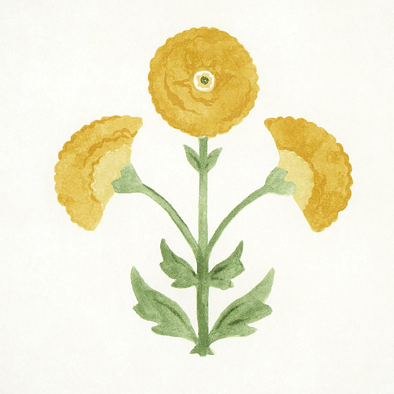 SARANDA FLOWER | Marigold