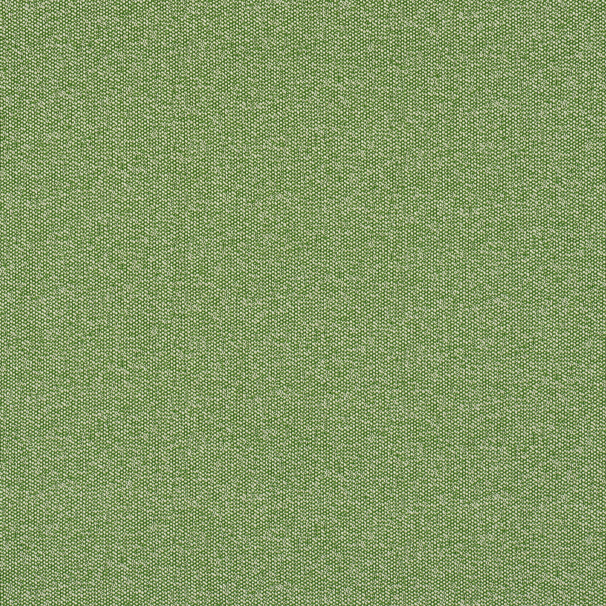 GUS INDOOR/OUTDOOR | Grass